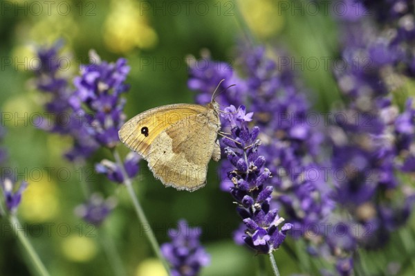 Meadow Brown (Maniola jurtina), on a lavender flower (Lavandula angustifolia), collecting nectar