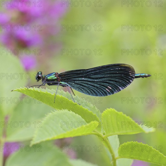 Blue-winged damselfly (Calopteryx virgo), male, on a leaf at a garden pond, close-up, Wilnsdorf,