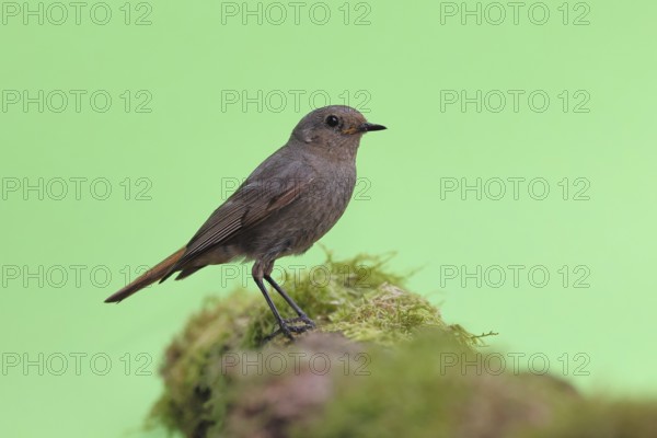 Black redstart (Phoenicurus ochruros), female on a moss-covered tree stump in a garden, Wilnsdorf,