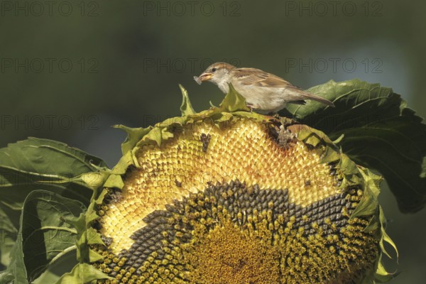 House sparrow (Passer domesticus) fledgling eating ripe seeds on a sunflower (Helianthus annuus)