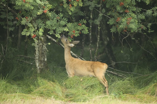 Roe deer (Capreolus capreolus) doe nibbling leaves and red berries of rowan (Sorbus aucuparia)