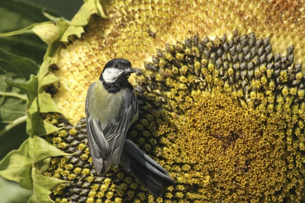 Coal tit (Parus major) pecks the ripe grains of a sunflower (Helianthus annuus) Allgäu, Bavaria,
