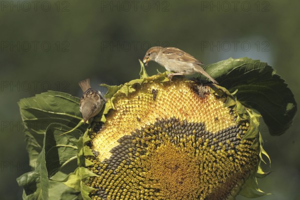 House sparrow (Passer domesticus) fledglings eating ripe seeds on a sunflower (Helianthus annuus)