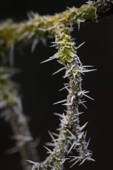 Thorny branch covered with hoarfrost, Hohenlohe, Baden-Württemberg, Germany