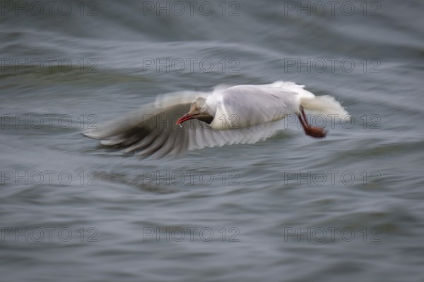 Black-headed gull (Chroicocephalus ridibundus) in summer dress, looking for small fish, long
