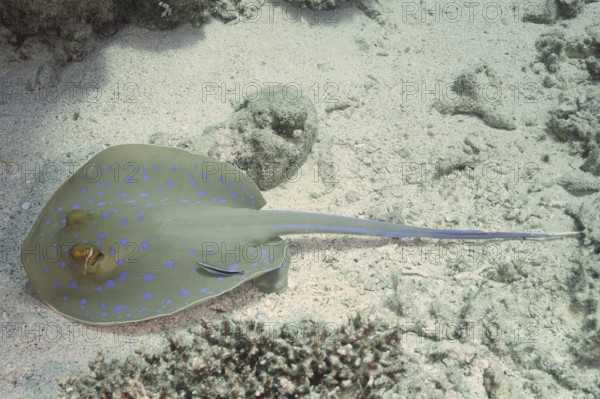 A stingray with blue spots, blue spotted stingray (Taeniura lymma), rests on the seabed and is