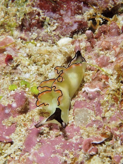 A colourful nudibranch, sapsucker, velvet snail (Elysia), crawls across the sandy seabed. Dive site