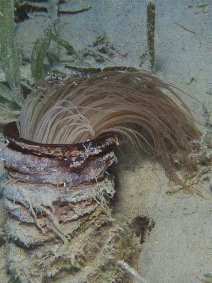 Cylinder rose (Cerianthus) with hanging tentacles, dive site House Reef, Mangrove Bay, El Quesir,