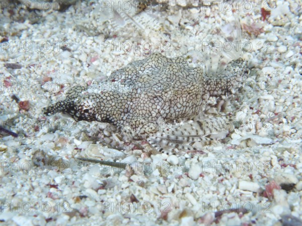 A well-camouflaged dwarf winged horsefish (Eurypegasus draconis), winged horsefish, lies on a