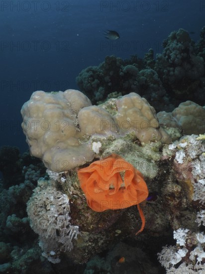 The orange-coloured spawn of a Spanish dancer (Hexabranchus sanguineus) lies on a coral reef. Dive