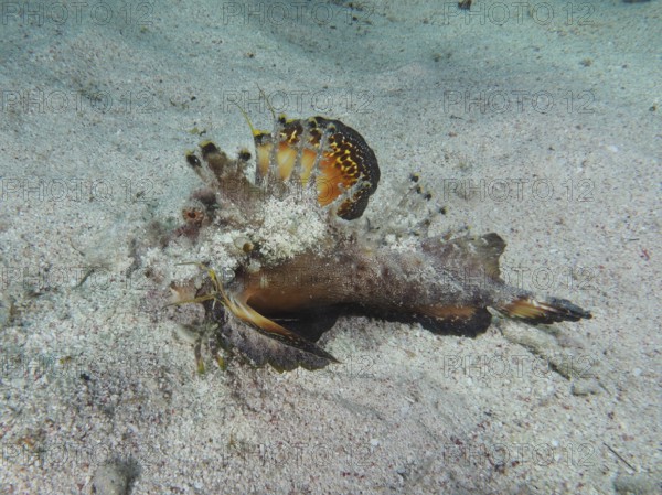 Camouflaged fish, Red Sea Walkman (Inimicus filamentosus), on a sandy seabed. Dive site House Reef,