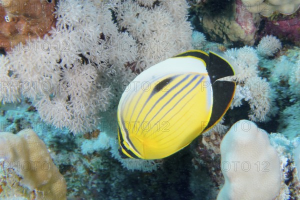 A yellow and black striped fish, red sea butterflyfish (Chaetodon austriacus), swims between white