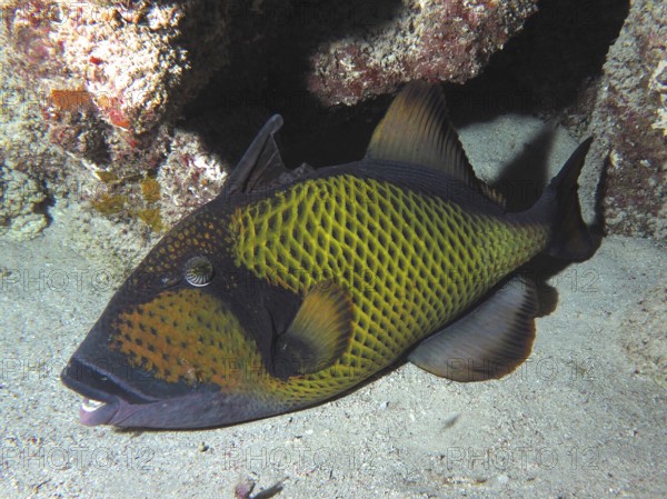 Dark fish with a yellow pattern, giant triggerfish (Balistoides viridescens), in a coral reef on a