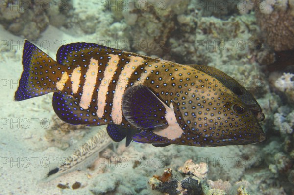 Spotted fish with blue and yellow patterns, peacock grouper (Cephalopholis argus), in a coral reef.