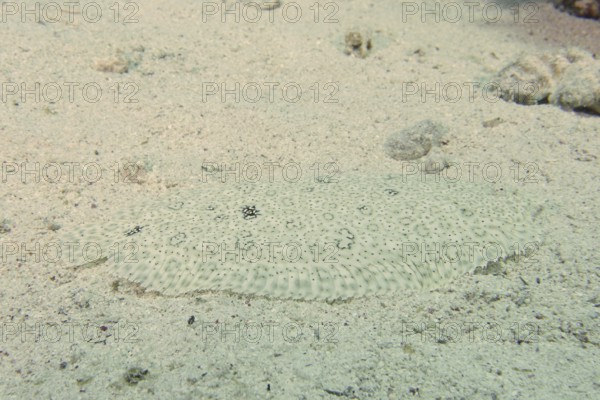 A well-camouflaged flounder, Moses sole (Pardachirus marmoratus), lies quietly on the sandy seabed.