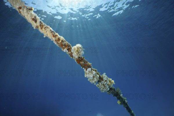 A rope under water covered with ear funnel algae (Padina Gymnospora), funnel algae, illuminated by