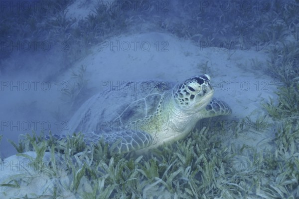 Green turtle (Chelonia mydas) lies quietly in the underwater grass of the ocean. Dive site Marsa