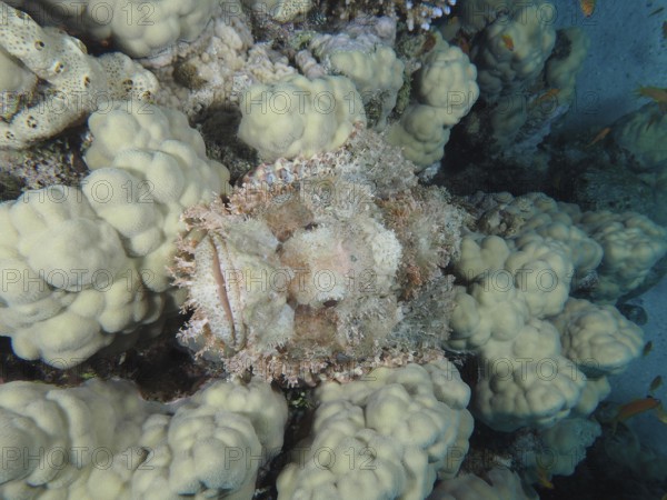A fringed scorpionfish (Scorpaenopsis oxycephala) camouflaged in pale white coral formations. Dive