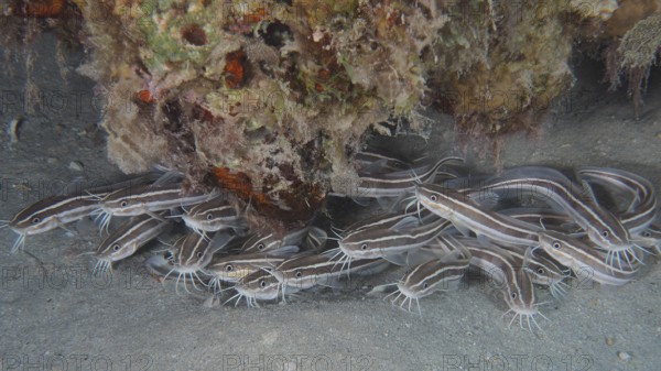 A school of Striped eel catfish (Plotosus lineatus) juvenile, dive site House Reef, Mangrove Bay,