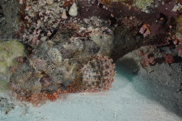 A camouflaged fish, fringed scorpionfish (Scorpaenopsis oxycephala), near a coral reef. Dive site