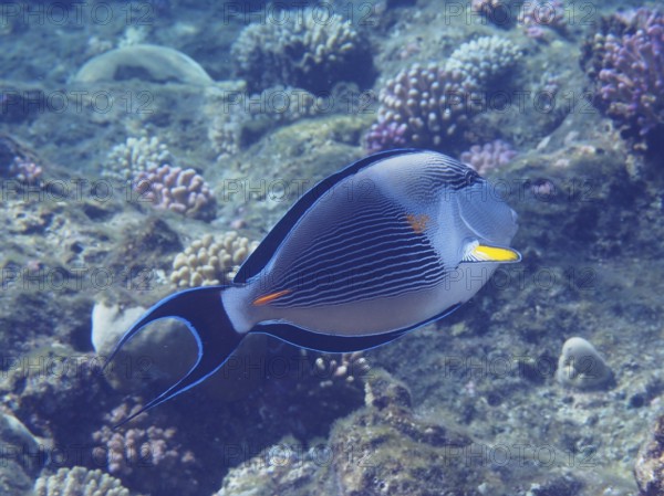 A colourful fish, Red Sea Clown Surgeonfish (Acanthurus sohal), swims in a coral reef in the sea.