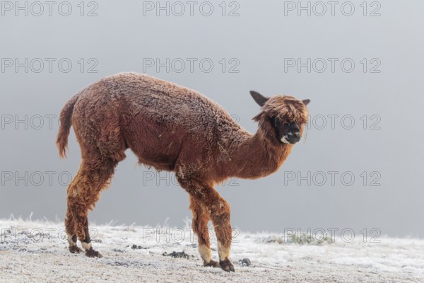 A brown alpaca (Vicugna pacos) stands in dense fog on a frozen meadow in hilly terrain. Captive,