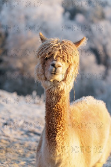 A white alpaca (Vicugna pacos) stands in the early morning light on a frozen meadow in hilly