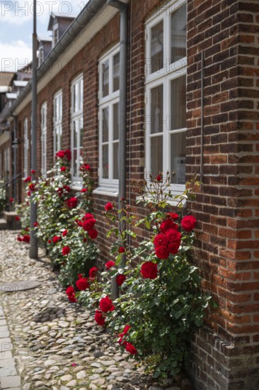 Lush rose blossoms along the brick façade of a house, Old Town, Ringkøbing, Ringkøbing Fjord,