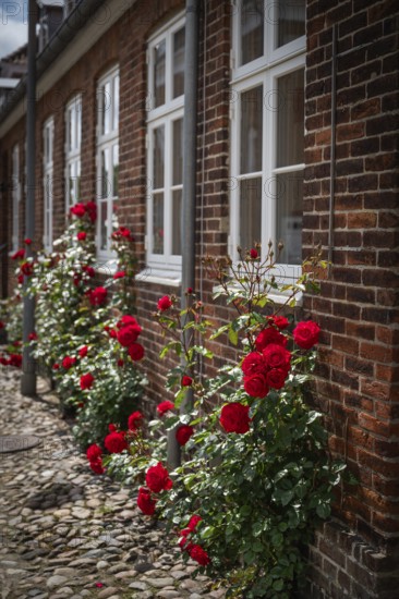 Red roses entwine themselves along the brick façade, Old Town, Ringkøbing, Ringkøbing Fjord,