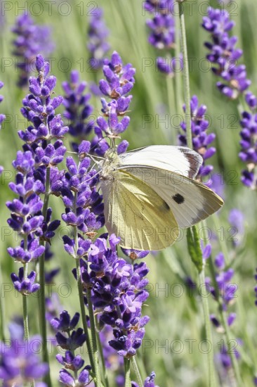 A Cabbage butterfly (Pieris brassicae) sucking nectar on the flower of true lavender (Lavandula