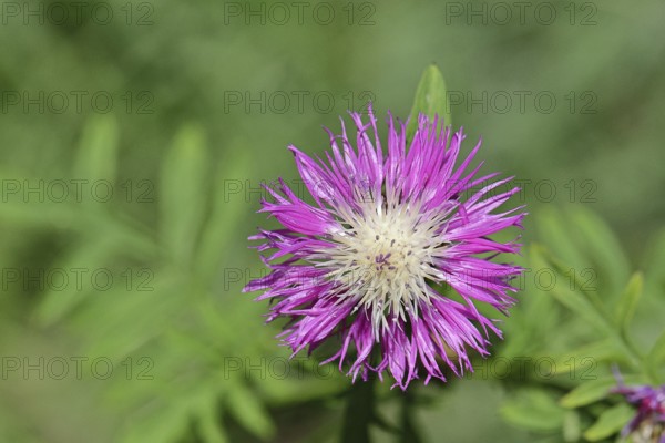 Meadow knapweed or common knapweed (Centaurea jacea), flower, Wilnsdorf, North Rhine-Westphalia,
