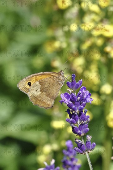 Meadow Brown (Maniola jurtina), on a lavender flower (Lavandula angustifolia), collecting nectar