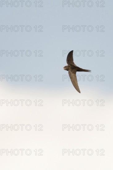 Acrobats of the air... Swift (Apus apus) in flight, stays in the air for about ten months almost