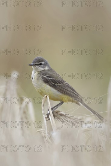In (almost) ripe grain... Yellow wagtail (Motacilla flava), meadow wagtail, female, particularly
