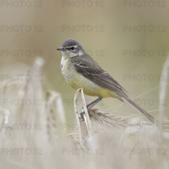 In (almost) ripe grain... Yellow wagtail (Motacilla flava), meadow wagtail, female, particularly