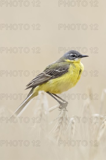 In (almost) ripe grain... Yellow wagtail (Motacilla flava) or simply yellow wagtail, male in
