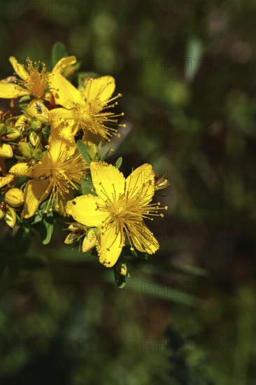 Common St John's wort (Hypericum perforatum), spotted St John's wort or common St John's wort