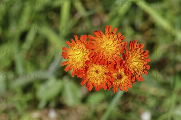 Orange hawkweed, orange-red hawkweed (Hieracium aurantiacum), flower on a rough meadow, close-up,
