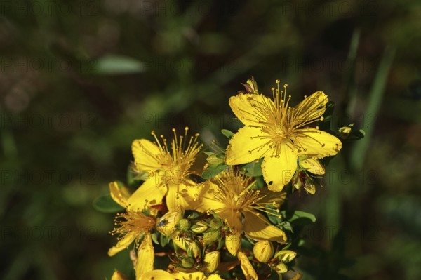 Common St John's wort (Hypericum perforatum), spotted St John's wort or common St John's wort