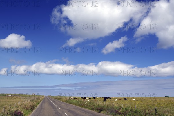 Rural road with cows under blue sky and clouds, Pierowal, Westray, Orkney Islands, Scotland, United