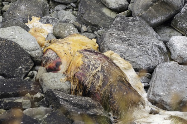 Decaying carcass surrounded by stones on the beach, dead whale, Pierowal, Westray, Orkney Islands,
