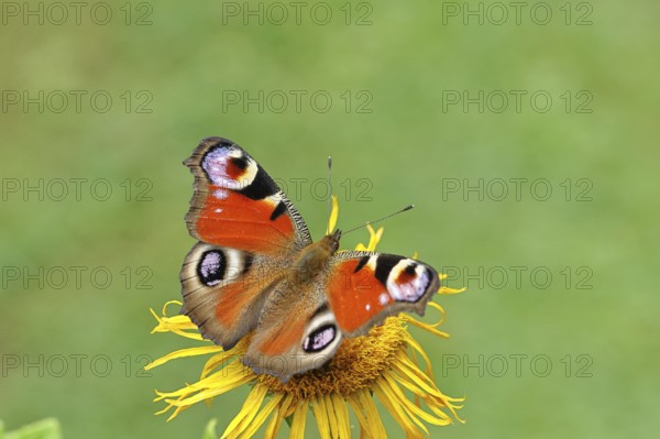 Peacock butterfly (Aglais io), on a yellow flower of a Great Telekie (Telekia speciosa), Wilnsdorf,