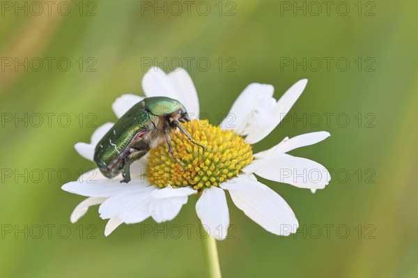 Rose chafer (Cetonia aurata), on a flower of a daisy (Leucanthemum vulgare) in a meadow, close-up,