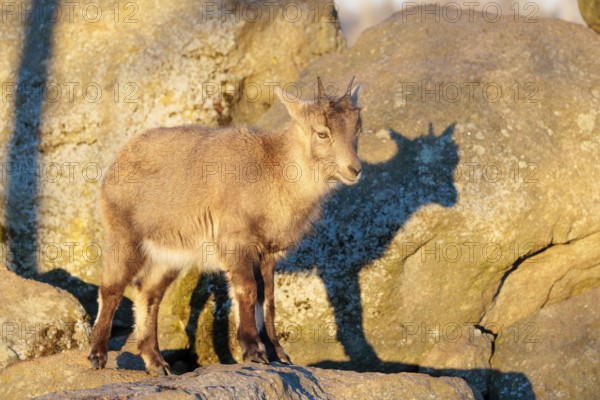 A female ibex (Capra ibex) stands on a rock in the warm evening light. Her shadow can be seen on