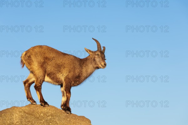 A female ibex (Capra ibex) stands on a rock in the warm evening light. A blue sky can be seen in