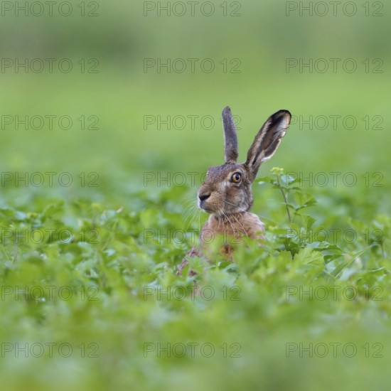Hello, who is this... European hare (Lepus europaeus), hare sits in a field, on a field, looks