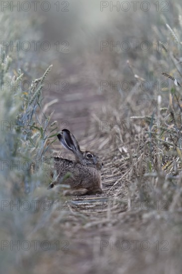 Quite cosy... European hare (Lepus europaeus), hare resting well hidden in a lane in a wheat field,