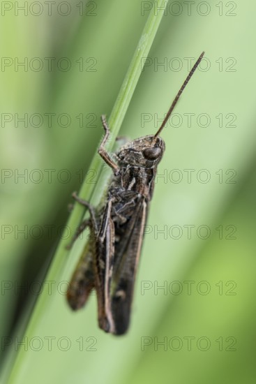 Common Field Grasshopper (Chortippus brunneus), Emsland, Lower Saxony, Germany