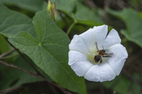 Fence bindweed (Calystegia sepium) with meadow bumblebee (Bombus pratorum), Emsland, Lower Saxony,