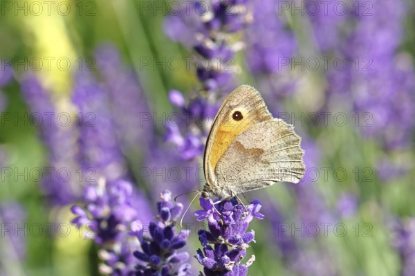 Meadow Brown (Maniola jurtina), on a lavender flower (Lavandula angustifolia), macro photograph,